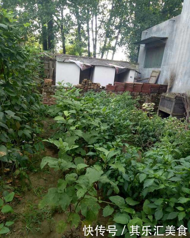  我家：休假回农村来了，晒晒我家的农村小院，还是农村好！