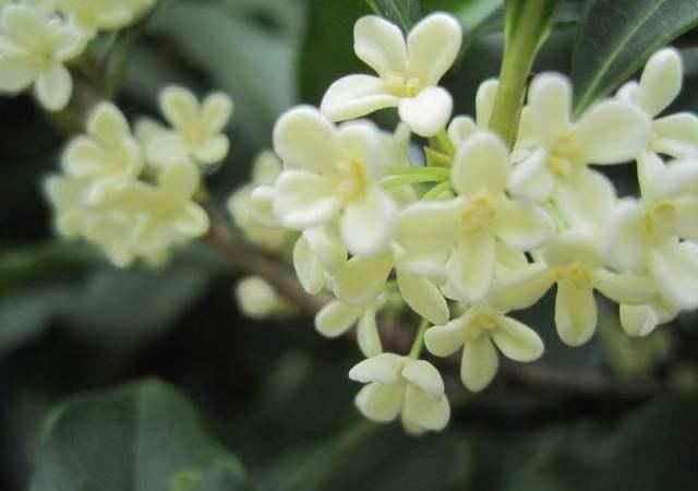  『当年』桂花是由当年生新梢侧芽形成花芽而开花的，桂花树这样修剪，桂香飘满院
