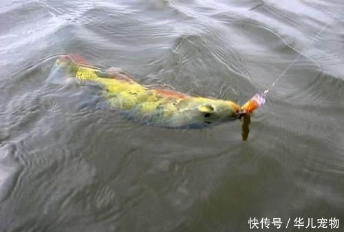  拼命■以美丽凶悍著称的孔雀鲈，遇见鱼饵拼命追，想钓点别的鱼都困难