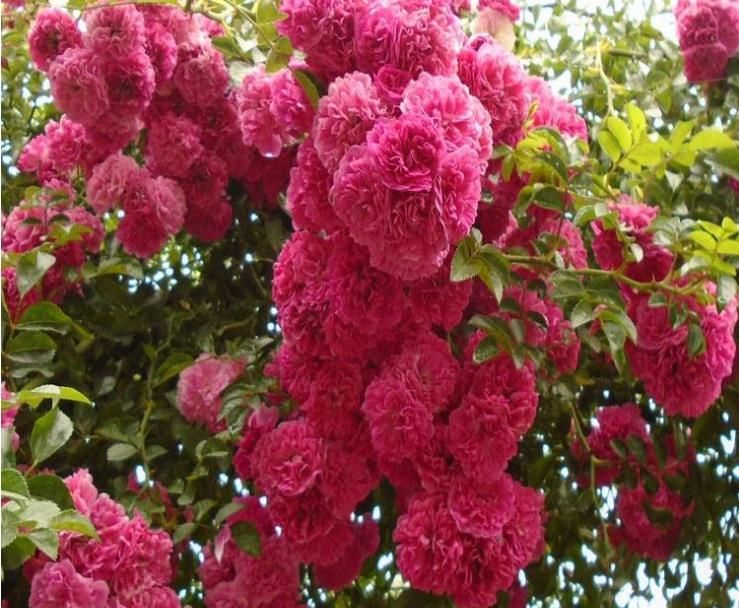 「神气」净化空气,耐寒耐寒,好神气,蔷薇花科红木香,买来一颗闻香气。