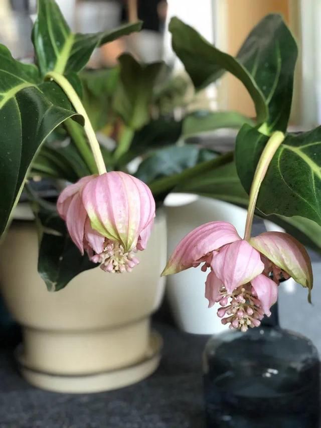  『光照』30种耐阴花，室内光照不佳，也能全年开花