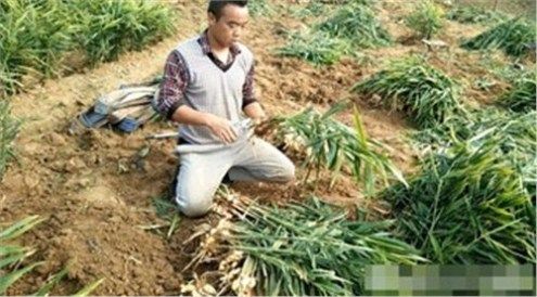 这种农作物很热门，亩产8000斤，能卖10000元