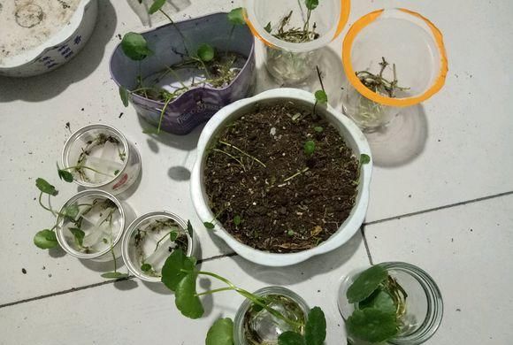  【新芽】买回来的铜钱草，学学栽种小技巧，叶子新芽蹭蹭长，30天长爆盆