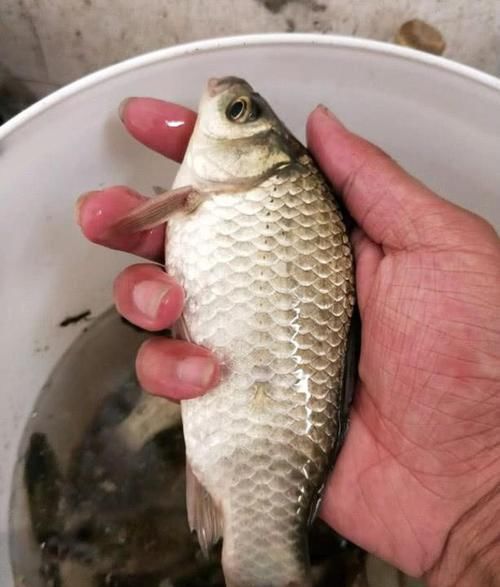  钓友■钓鱼一定要打重窝？其实对大部分钓友来说，不打窝反而钓得更多