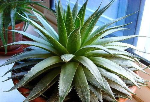 舒适■厕所异味重、病菌多,养上这“3种”植物,家庭变得舒适又健康!