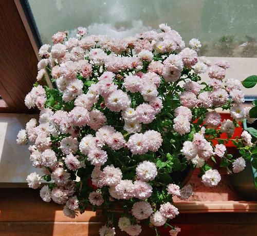 『艳丽』养花就养艳丽的,花色似胭脂,花朵娇柔优雅,盛开时繁花似锦,美