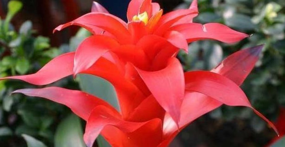  『漂亮』4种花漂亮寓意好，美化家居，养在客厅上档次，开花不断有花赏！