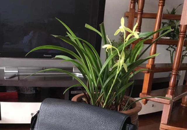  临近花期时：兰花一直不开花，原因其实很简单，就差一个条件！