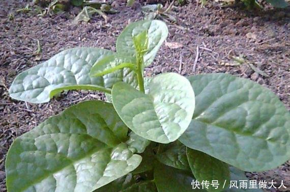 农村的这种野菜，明明是蔬菜却偏偏被叫成豆腐，你知道吗