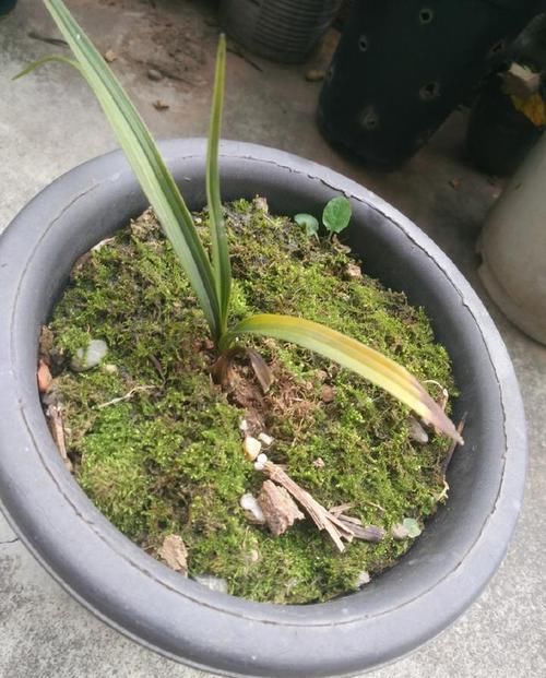  『盆土』怀疑人生了，养护一年的兰花总是僵苗不见长，脱盆以后发现小秘密