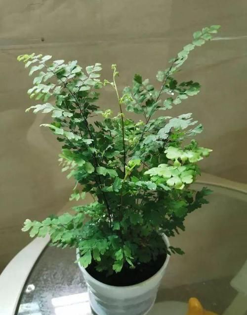  「耐阴」可以在卫生间杀菌的植物？耐阴又杀菌，弱光也能长爆盆