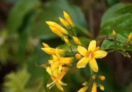 『种植物』遇到此野草不要随意采摘,长相似金银花,其实是古时的断肠草