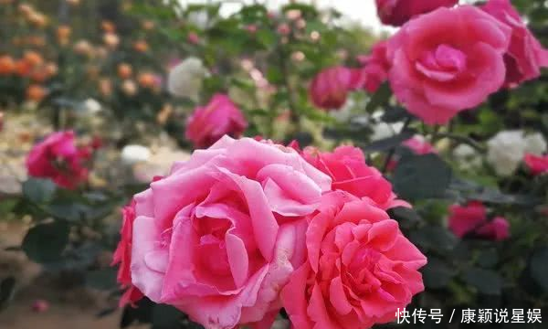  艳羡@当博士遇上玫瑰，碰撞出令人艳羡的玫瑰秘园