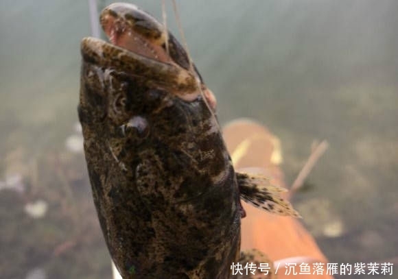 【条鳜鱼】北方也有鳜鱼吗?还是第一次见到,这位钓友钓的是不是鳜鱼?