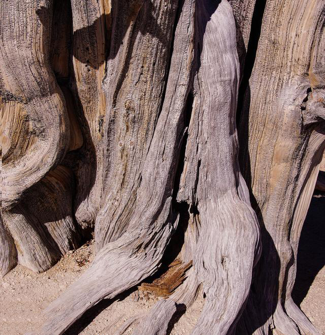 一颗树活了4000多年,被称为世界上最古老的数,却遭遇了砍伐