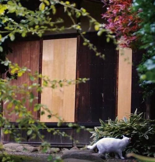 最小的庭院！超美超意境，有仙境的感觉