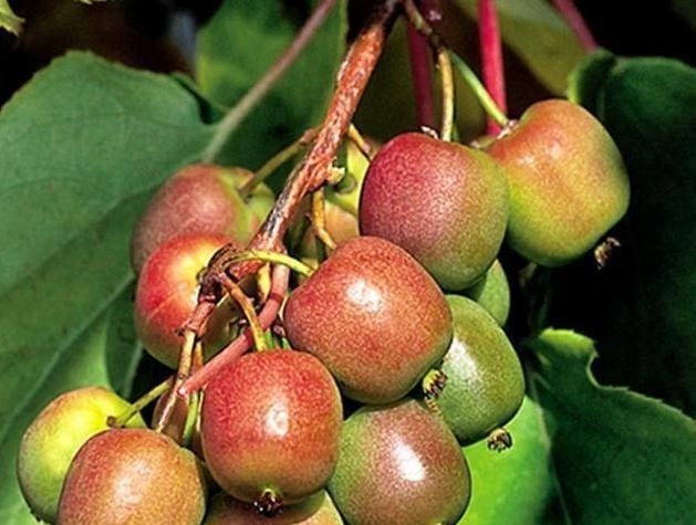 别种桃树梨树了，此新型果树2棵能结3箩筐，全家吃不完，好吃好养