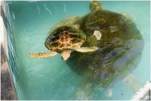 在三亚的碧海蓝天上我要飞得更高，看得更远