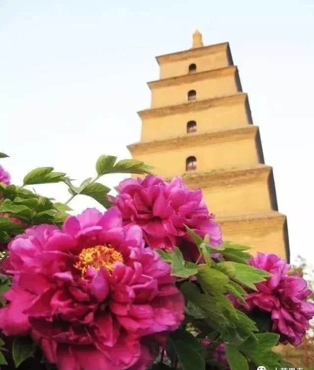 阳春三月,群芳争艳!来看西安这些“花花世界”的最佳踏春赏花指南