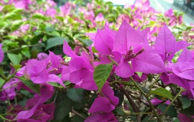  『三角梅』养“三角梅”,不虐不开花,一虐不光变老桩还开满头花