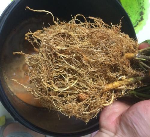  #栀子花#买回来的大叶栀子花把根部黄泥土洗掉换盆，第二天叶子下垂要紧吗