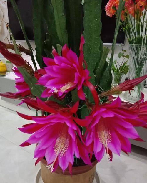  『令箭荷花』6种“荷花”，不用水只用土，开花一茬接一茬！