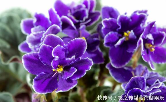 漂亮@4款花“随便养”,一年开花200天,漂亮优雅,养在阳台轻松爆满盆
