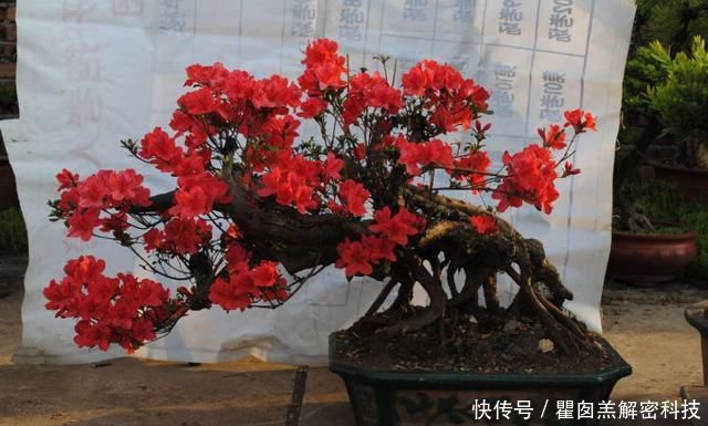 #花芽分化期#映山红盆景养护8要点,领悟透了,盆景造型美,开花爆盆不见叶