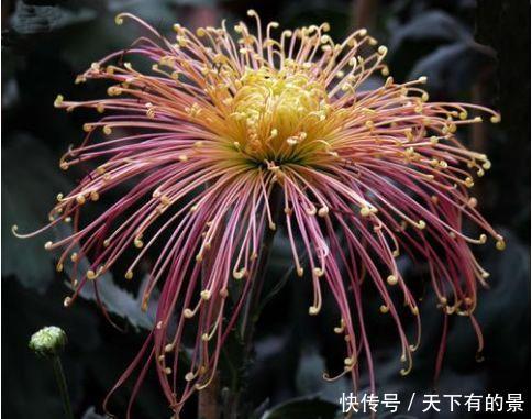『花园』适合家庭养护的“5种花”,花朵硕大,惊艳四座,直接变成小花园