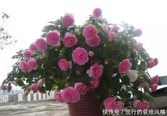 养花|室内养花技巧,让你养花一养一个好!
