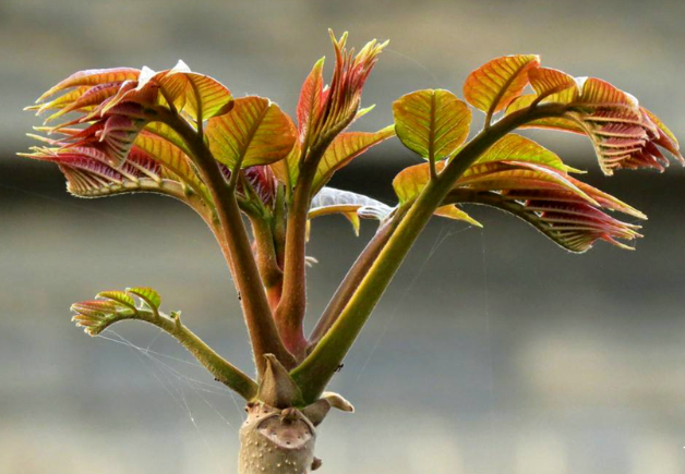  香椿树|城里人来收购香椿树皮1斤50，这树皮有啥用？要卖给他吗