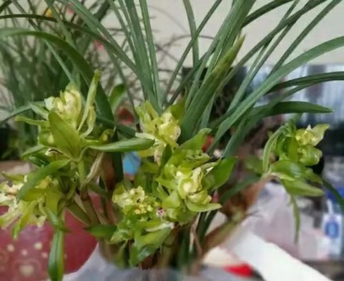  【发芽】只有根系没有叶片的兰花还能养吗？挖个坑埋起来，一个月见惊喜