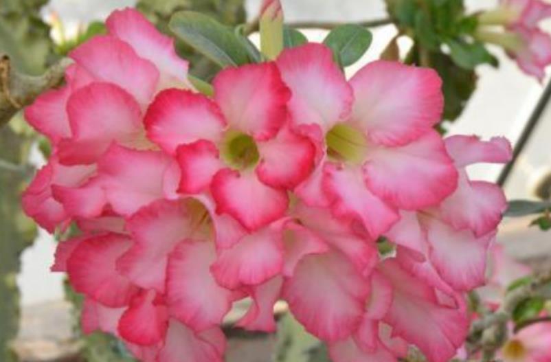 耐热:1种玫瑰花,被评为“中国最美花树”,耐旱耐热特好养,四季开花