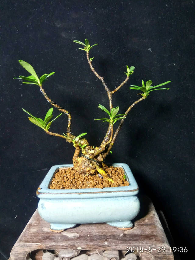  「子花小」有材料就有小盆栽，欣赏几盆大叶栀子花微盆景，短小精悍造型精美