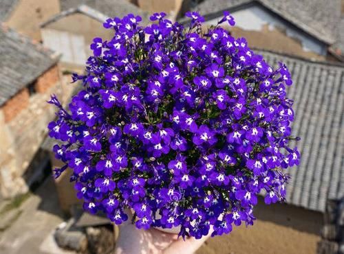 「蟹爪兰」养花就养这3种,抗旱耐涝,花期长花量多,随便一开就是100朵