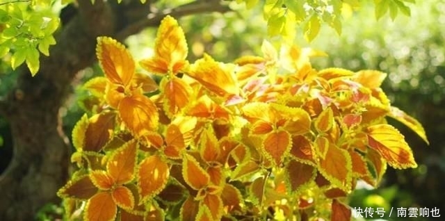 「害怕热」露天阳台,爱上一点颜色的季节