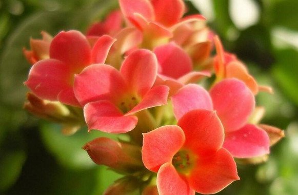  阳台■阳台上养这些花朵，四季开花不断，花朵五颜六色，漂亮又好养