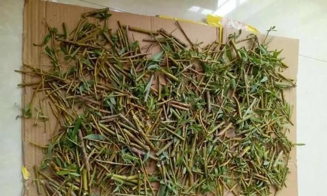  「春天」春天扦插不用担心“生根”问题，枝条沾点自制生根水，根系冒得快