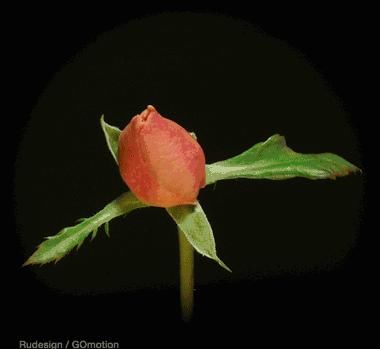 一元纸币会取消吗?取消一元硬币有何原因?