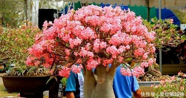 花被@此花被称为“天然盆景”一年花开4次,再贵都要种2棵,美呆了!