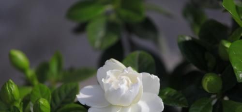  栀子花：花卉也有“喜好”，栀子花满足这“五点喜好”，也能开出洁白好花