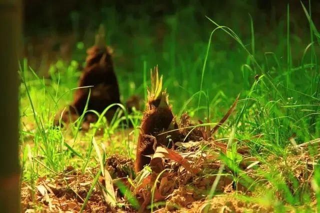  『荠菜』又是一年春食时！春天里的江南人，是如何把“鲜嫩”吃得出神入化的？