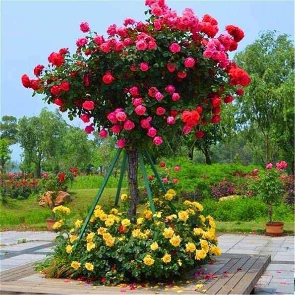 牡丹别养了！少抽2包烟，我国最美“花树”种2棵，花期长达280天