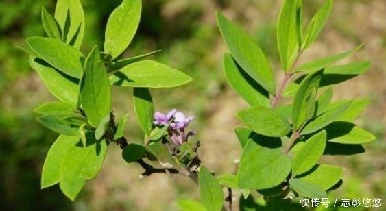  「农村」农村一种常见植物，以前用来“药鱼”，全株都是宝，你