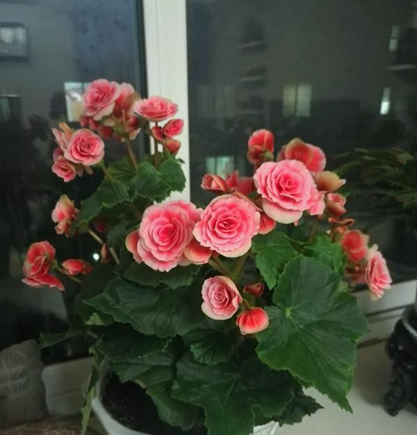 海棠:夏天如何养好丽格海棠?教你几招,可使安全度夏,花开不停