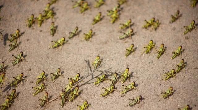  发生|非洲的蝗虫传染病会对我国粮价产生巨大影响吗？