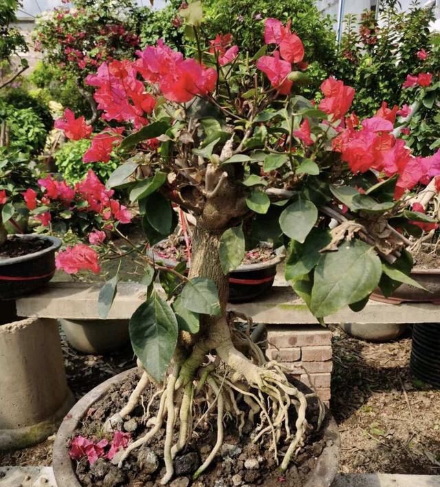  「三角梅是一」把三角梅养成“盆景”老桩，1盆500元，开花“颜值”更高