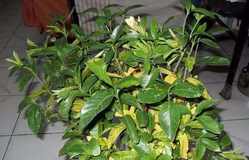  「栀子花」刚入的手栀子花，这一步错了，就别想养活了，避开才能开花