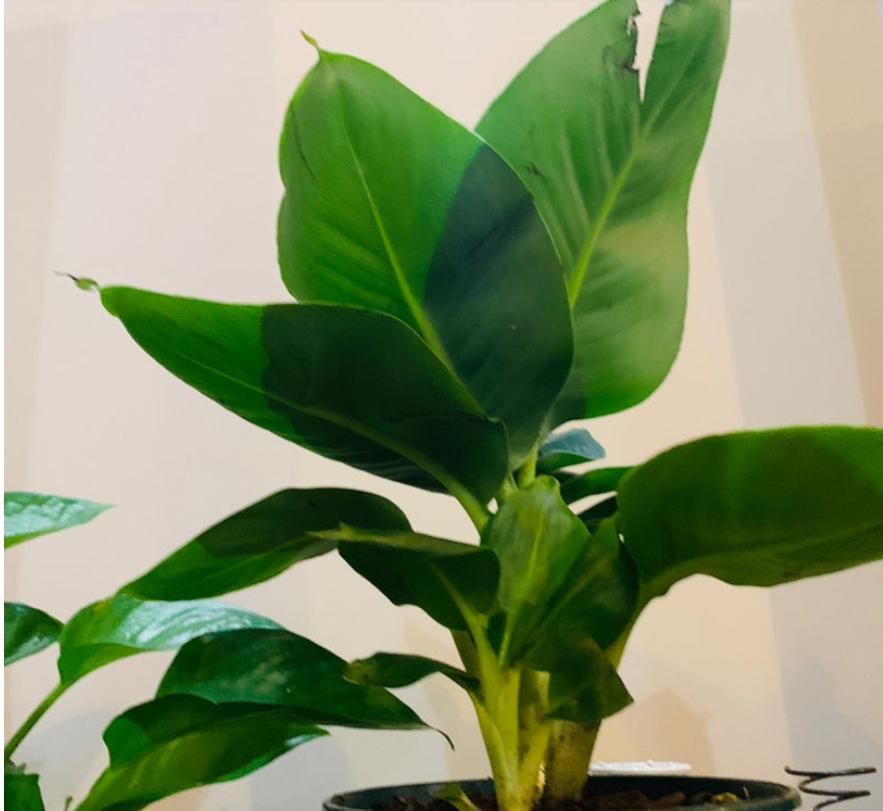  『影响』卫生间养耐阴植物，杀菌去异味，还不影响生长！