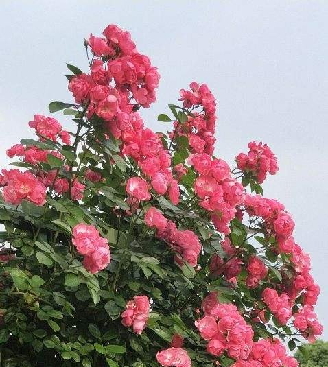  『栀子花』9种香水花，家里养一盆，屋里像是喷了法国香水